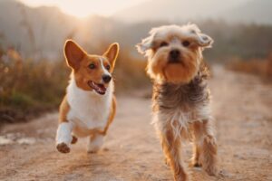 2 dogs running